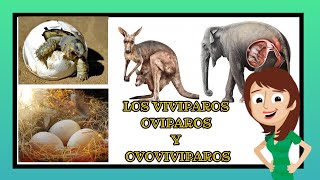 vivíparos ovíparos y ovoviviparos video educativos para niños [upl. by Raffaello]