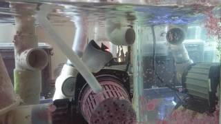 Chaetodon larvatus Feeding Video [upl. by Brodie]