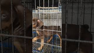 Low price Doberman puppies available in Fair Land Aquarium Pathanamthitta [upl. by Nitsirhc544]