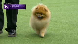 Pomeranians  Breed Judging 2023 [upl. by Atoiganap]