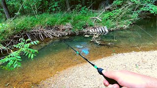 Action Packed Small Creek Fishing [upl. by Arlena]