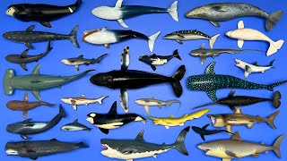 Sharks and Whales Whale Shark Orca Great White Shark Humpback Whale Mako Shark Etc MN074 [upl. by Runkle]