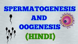 GAMETOGENESIS SPERMATOGENESIS AND OOGENESISHINDI NCERT [upl. by Yraccaz898]