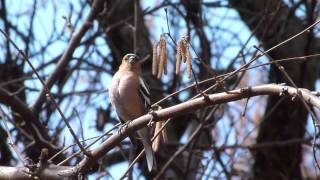 song Common Chaffinch Fringilla coelebs [upl. by Einnaf]