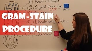 Gram Stain Procedure [upl. by Desireah]