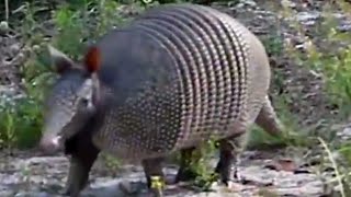 Armadillo short legs but move fast [upl. by Linkoski]