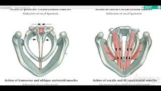 Laryngeal muscles action 3 [upl. by Eilis]