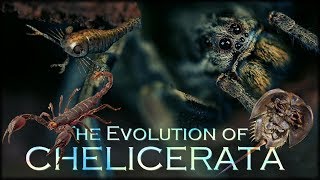 Evolution of Spiders 🕷 [upl. by Nicolette]