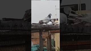 samajh jaaiye pigeon Kabutar Kabutar Baazi Viral Short 🕊️ [upl. by Assenov]