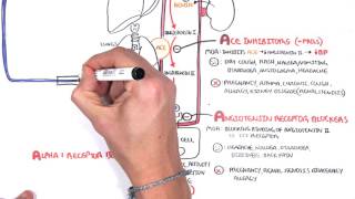 Pharmacology  Antihypertensives [upl. by Ferriter941]