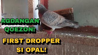 PIGEON ARRIVAL AGDANGAN QUEZON 120KMS BUMIBILIS NA SI OPAL [upl. by Assenaj]