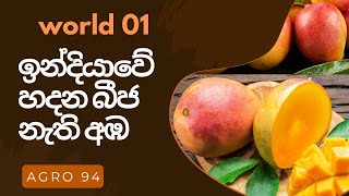 ඉන්දියාව හදපු බීජ නැති අඹ ප්‍රභේදයworld 1st seedless Mango 🥭 variety [upl. by Eiroc]