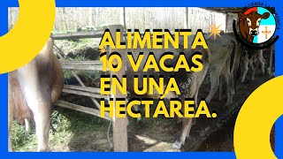 ALIMENTA 10 VACAS EN UNA HECTÁREA [upl. by Alisander349]