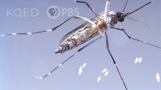 This Dangerous Mosquito Lays Her Armored Eggs – in Your House  Deep Look [upl. by Wittenburg]