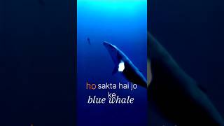 Blue wale ka heart ❤️😰🐋 facts tigons animalfacts wildanimalfacts animalknowledge bluewhales [upl. by Albion]