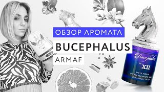 Обзор аромата Bucephalus XII Armaf [upl. by Luas]