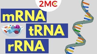 mRNA tRNA and rRNA function  Types of RNA [upl. by Rabi]