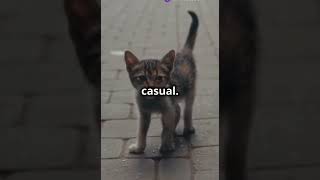 Kitten meowing to attract cats [upl. by Anse]