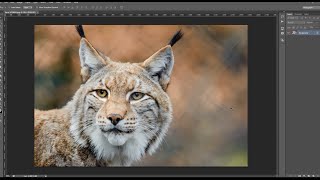 Basics Tips for Using the High Pass Filter in Adobe Photoshop [upl. by Nimoynib]