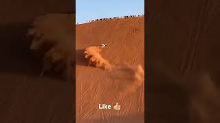 Desert cars off roading like and subscribes [upl. by Liv]