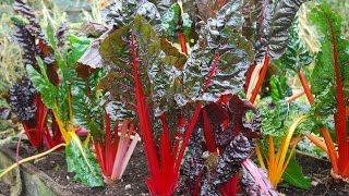 How to Grow Swiss Chard [upl. by Rosemare642]