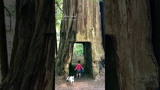 Smithe Redwood State Natural Reserve California 💚 shortvideo shorts nature love youtube [upl. by Elfrida]