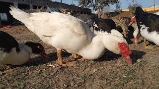 Muscovy duck raising in rural areas [upl. by Kram]