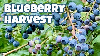 How To Pick Blueberries  Blueberry Picking In Our Backyard [upl. by Ado556]