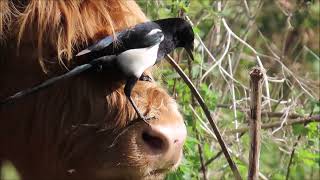 The Magpies amp Highland Cows [upl. by Utas]