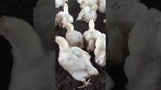 poultry birds poultryfarming [upl. by Eedebez]