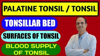 Palatine tonsil  Anatomy  Features  Tonsillar Bed  Blood supply [upl. by Medea471]