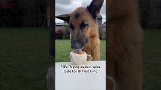 DIY Pumpkin Spice Latte for Dogs 🐶🍂🎃 shorts [upl. by Retluoc]