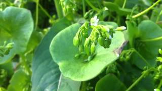 Miners Lettuce Claytonia Perfoliata  20120702 [upl. by Eilram]