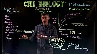 Enzyme Kinetics 2 Inhibitors and Activators [upl. by Knah686]