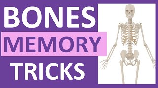 How to Learn the Human Bones  Tips to Memorize the Skeletal Bones Anatomy amp Physiology [upl. by Adnwahsor]