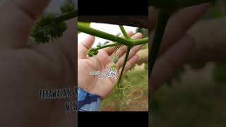 Labu siam bertani shorts haurkuningfarm chayote [upl. by Augustin]