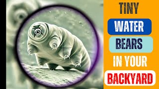 Water Bears 13 MindBlowing Facts about Tardigrades [upl. by Kera]