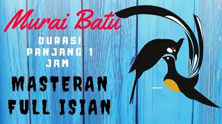 Masteran Murai Batu Full Isian Jernih mp3  Masteran Murai Batu Durasi Panjang mp3 [upl. by Gibrian]