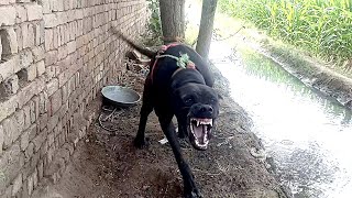 Angry Dog Sound  Angry Dog Barking [upl. by Janene]