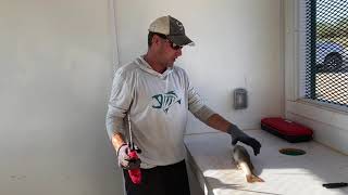 Using The Bubba Electric Knife to Clean fish [upl. by Turnbull]