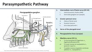 Pterygopalatine Ganglion [upl. by Nguyen]