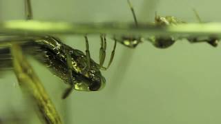 Backswimmer Bug Notonecta glauca [upl. by Eyma376]