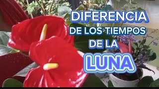 ANTURIOS Y MAS PLANTAS trasplantadas en LUNA MENGUANTE  DIFERENCIA de los dos TIEMPOS DE LA LUNA 🌔 [upl. by Eamanna]