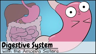 Digestive System [upl. by Alahsal]