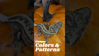 Cute Pet Crested Geckos on Pumpkins A Fall Celebration of Natures Beauty [upl. by Elden]