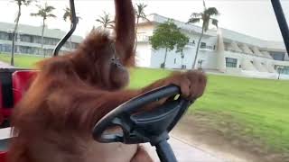 Orangutan Drives a Golf Cart Life Could Be a Dream [upl. by Eibor567]