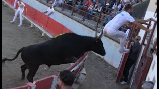 BELLEGARDE20102024Trophee du Revivre1ere journeeCourse CamarguaiseAvenir [upl. by Alym]