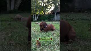 Dinosaur Weenies😂😭dachshund sausagedog puppy [upl. by Nad]