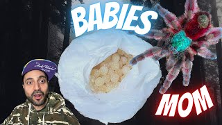 How to care for Tarantula Eggs Caribena Versicolor [upl. by Yancey]