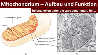 Mitochondrium Mitochondrien  Aufbau und Funktion Zellorganellen Teil 1  Biologie Oberstufe [upl. by Adnohsar]